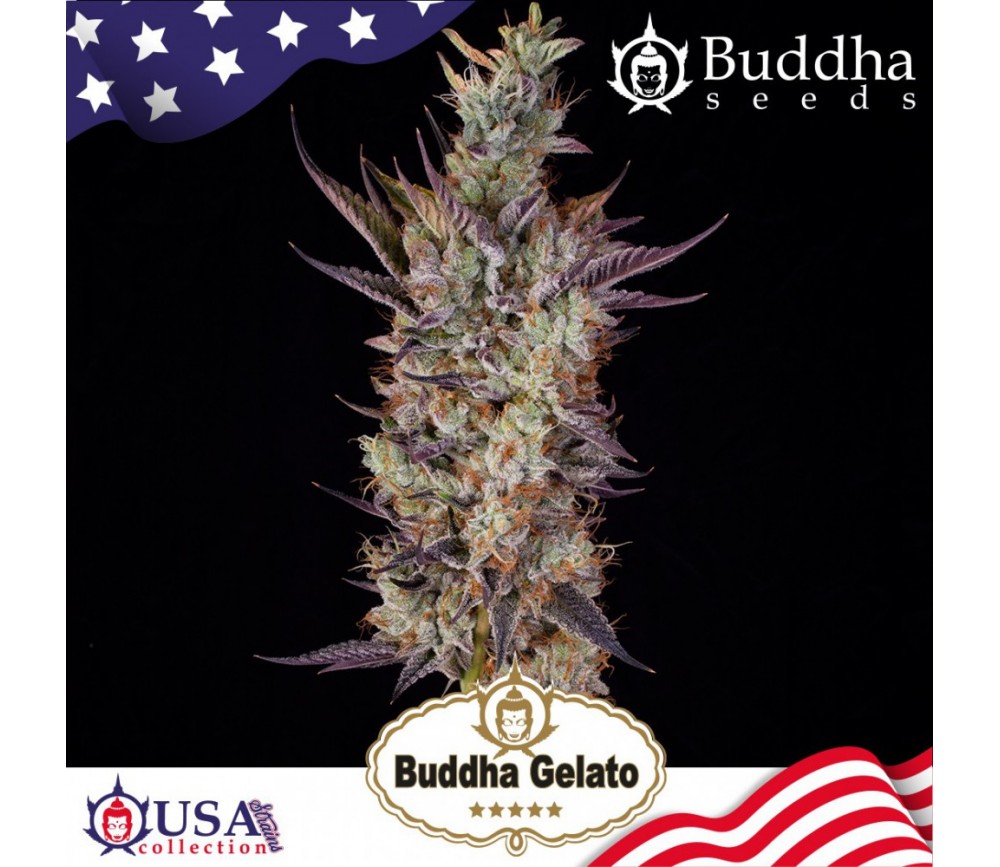 Feminized seeds of Buddha Gelato from Buddha seeds in La Huerta.