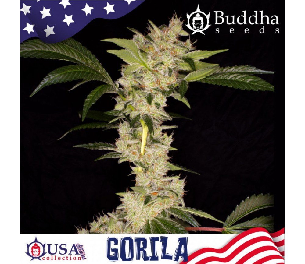 Gorilla feminisierte Samen von Buddha Seeds in La Huerta.