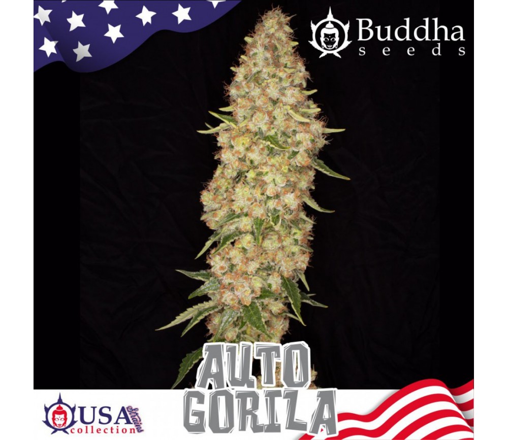 Auto Gorilla Auto Gorilla seeds by Buddha Seeds in La Huerta Growshop.