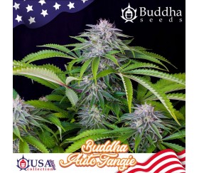 Semillas auto de Auto Tangie de Buddha Seeds en el catálogo de La Huerta Grow Shop