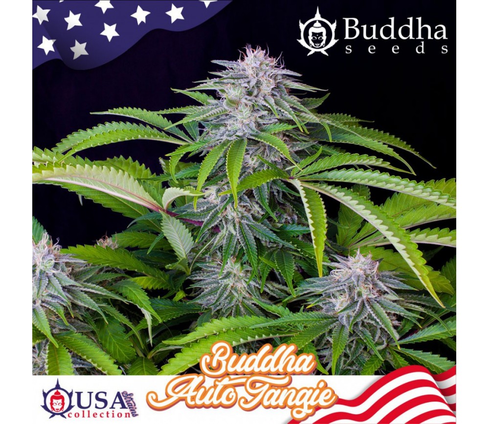 Auto Tangie auto seeds by Buddha Seeds in the catalog of La Huerta Grow Shop