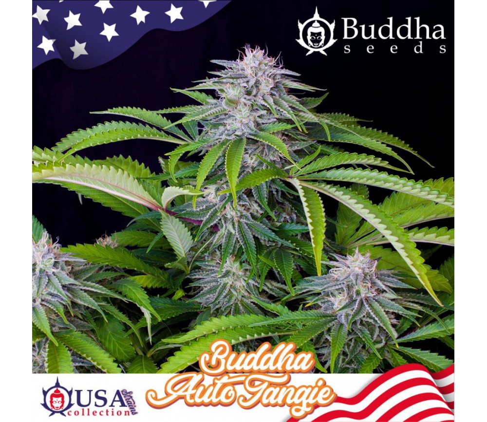 Auto Tangie auto graines de Buddha Seeds dans le catalogue de La Huerta Grow Shop