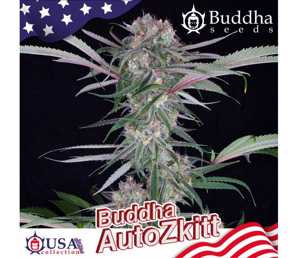 Semillas automáticas de Buddha Auto Zkitt de Buddha Seeds en La Huerta Grow Shop.