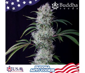 Semillas autoflorecientes de Buddha Auto Cookie de Buddha Seeds en el catálogo de La Huerta Growshop.
