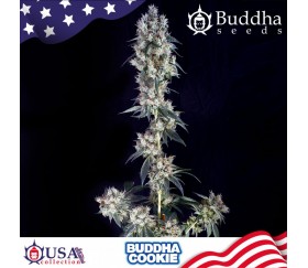 Buddha Cookie feminized seeds by Buddha Seeds in La Huerta Grow Shop.