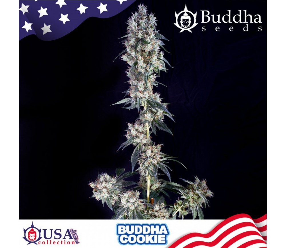 Buddha Cookie feminized seeds by Buddha Seeds in La Huerta Grow Shop.