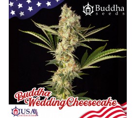 Buddha Wedding Cheesecake feminized seeds by Buddha Seeds in La Huerta Grow Shop.