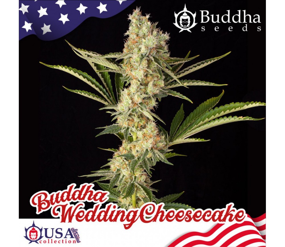 Semillas feminizadas de Buddha Wedding Cheesecake de Buddha Seeds en La Huerta Grow Shop.