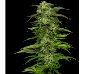 Semillas feminizadas de Dream Queen del banco de semillas Humboldt Seeds Company en el catálogo de La Huerta.