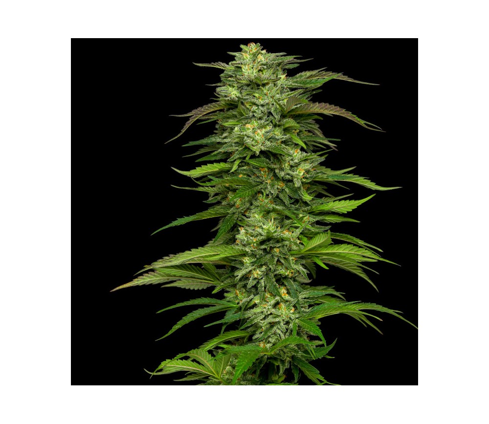 Semillas feminizadas de Dream Queen del banco de semillas Humboldt Seeds Company en el catálogo de La Huerta.