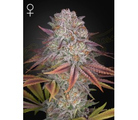 Pulp Friction feminisierte Samen von Green House Seeds im Katalog von La Huerta Grow Shop.