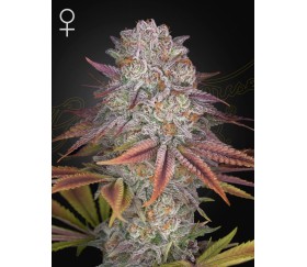 Pulp Friction feminized seeds by Green House Seeds in the catalog of La Huerta Grow Shop.