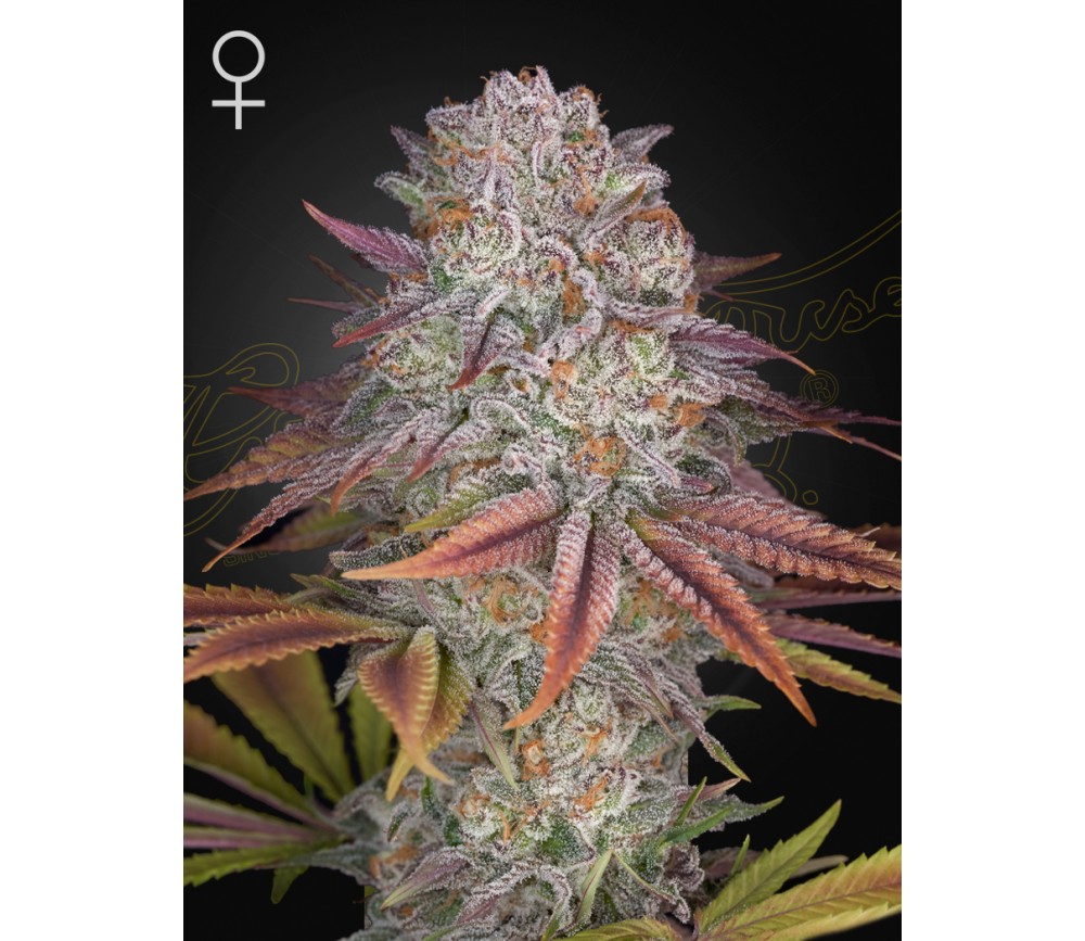 Pulp Friction feminized seeds by Green House Seeds in the catalog of La Huerta Grow Shop.