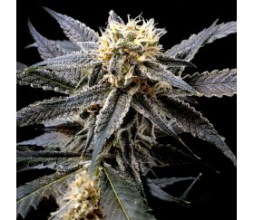 Semillas feminizadas de Strawberry Banana de la reserva privada de DNA Genetics en el catálogo de La Huerta.