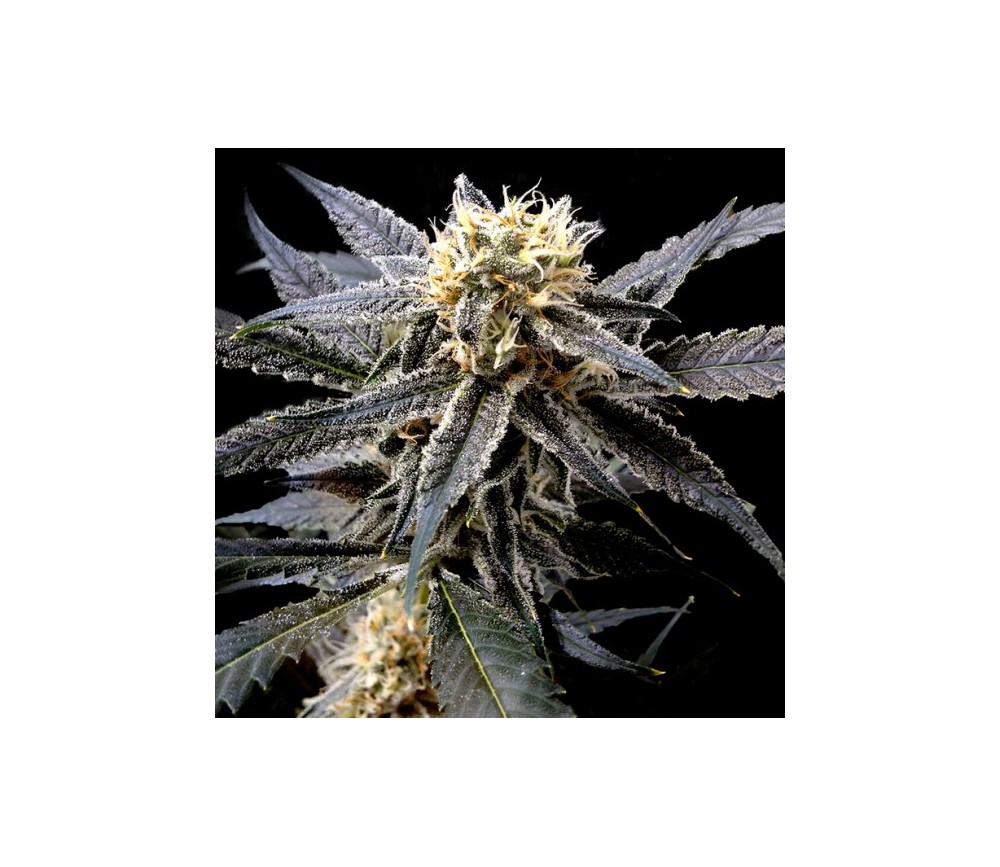 Semillas feminizadas de Strawberry Banana de la reserva privada de DNA Genetics en el catálogo de La Huerta.