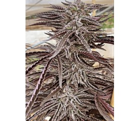 Semillas feminizadas de Fillmore Slim de Purple City Genetics en el catálogo de semillas de marihuana de La Huerta Growshop