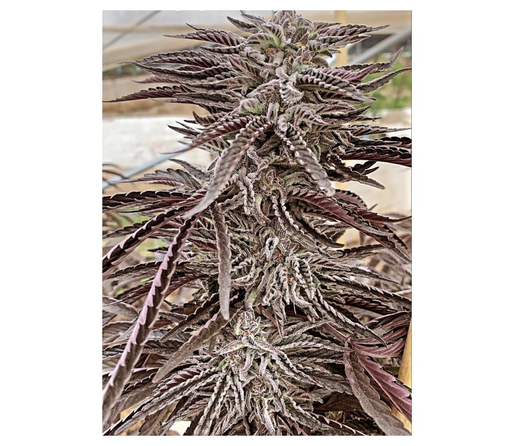 Semillas feminizadas de Fillmore Slim de Purple City Genetics en el catálogo de semillas de marihuana de La Huerta Growshop