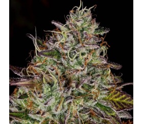 Apricot Candy - Paradise Seeds