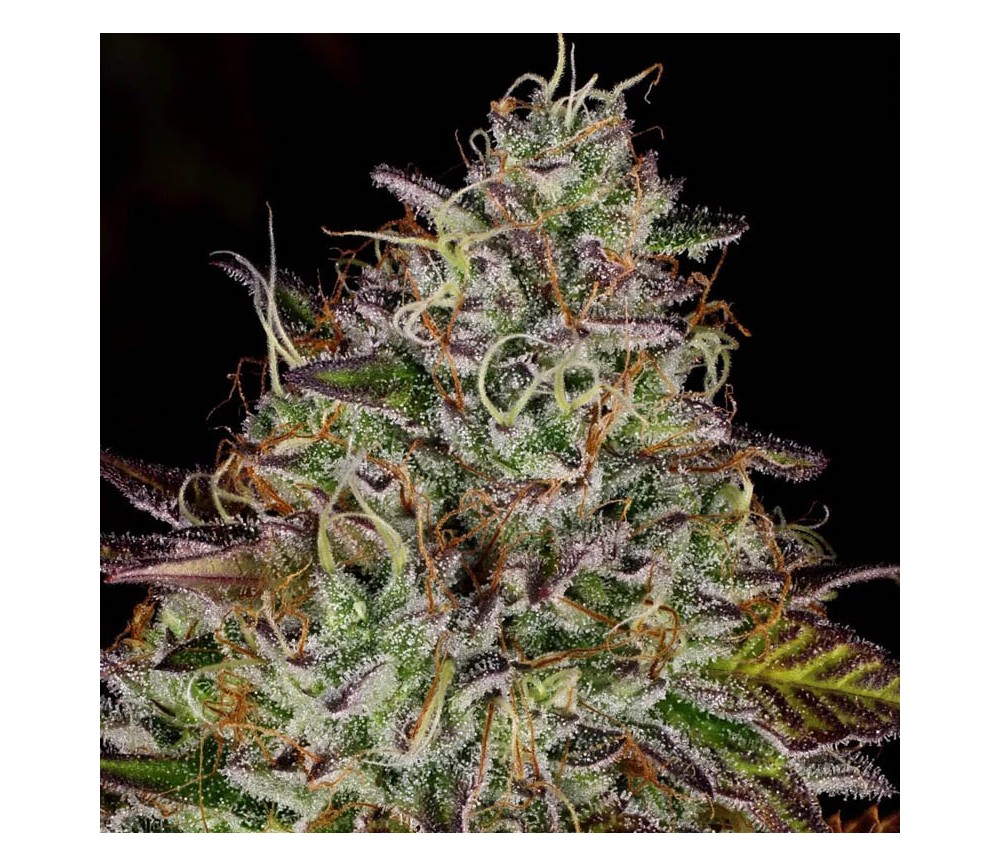 Apricot Candy - Paradise Seeds