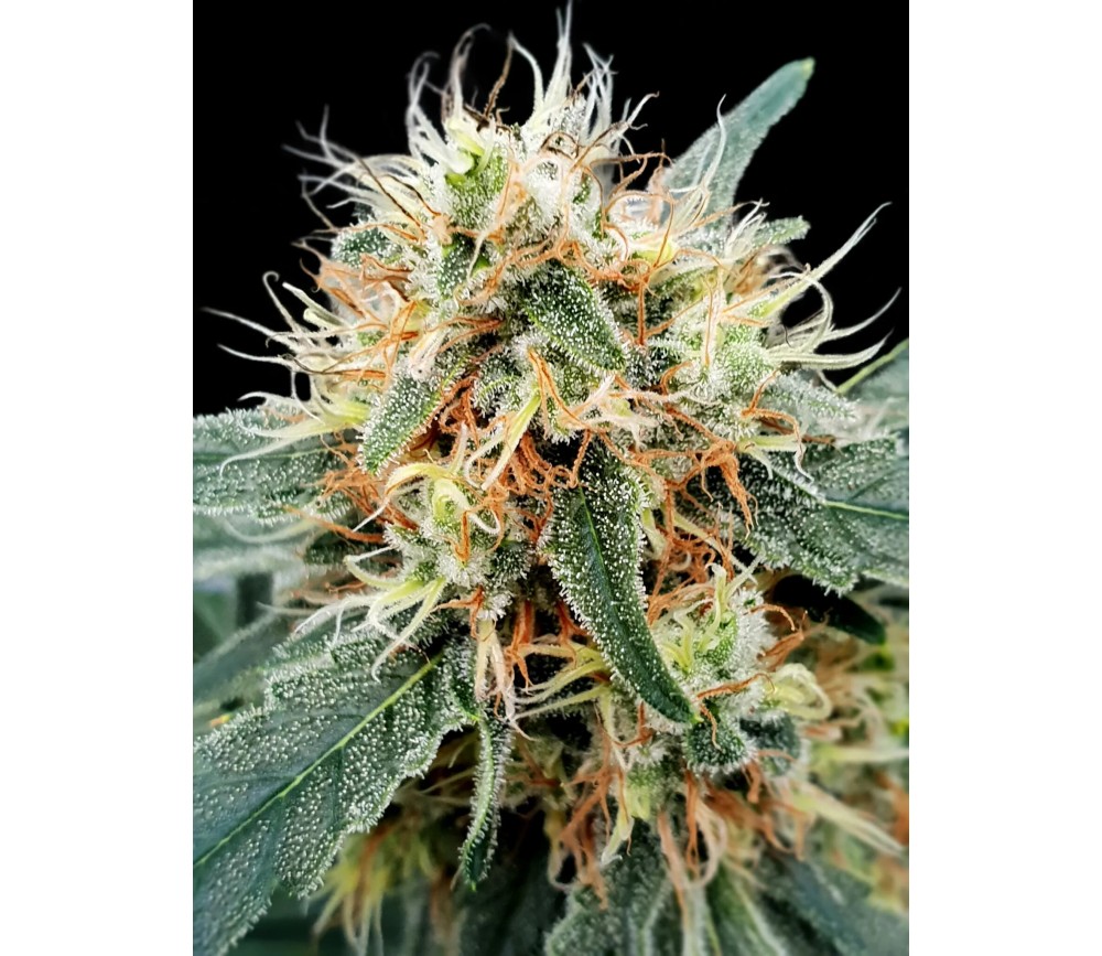 Estromboli Auto - Paradise Seeds