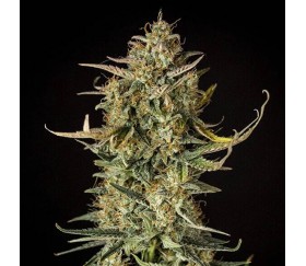 Fat Banana Automatic - Royal Queen Seeds