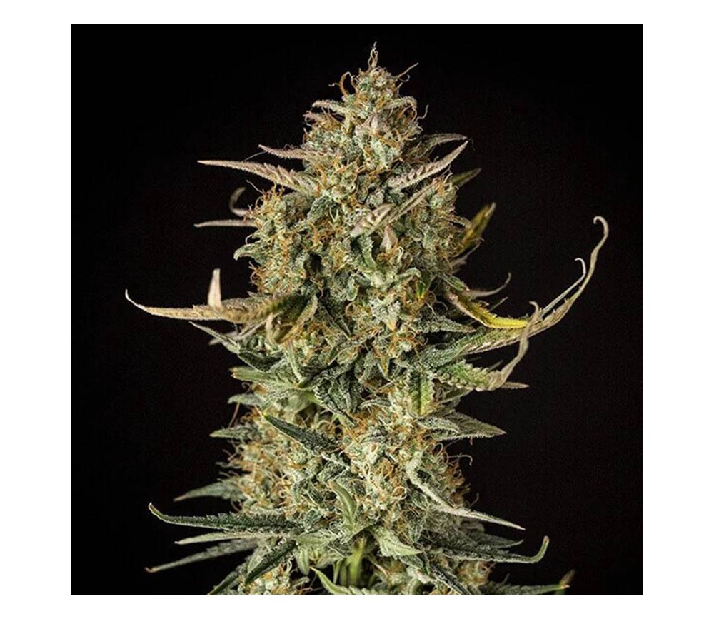 Fat Banana Automatic - Royal Queen Seeds