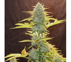 Fat Banana Automatic - Royal Queen Seeds