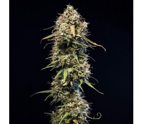 Haze Berry Automatic - Royal Queen Seeds