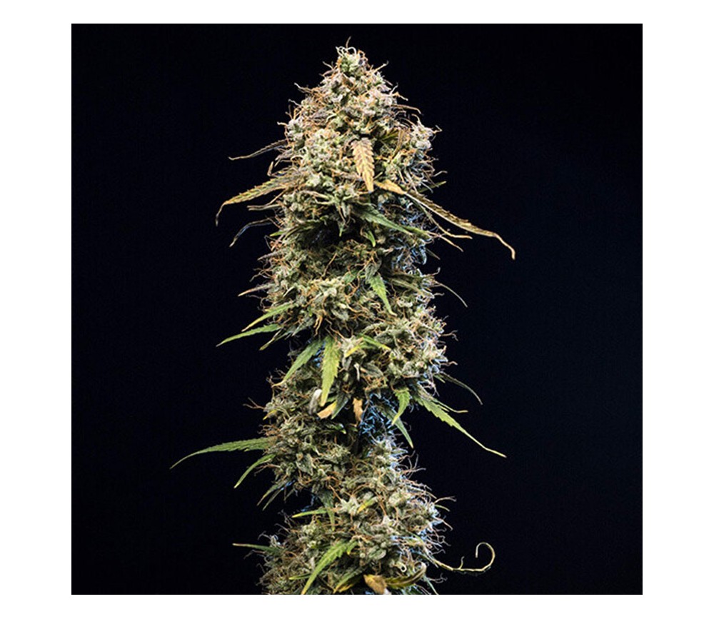 Haze Berry Automatique - Royal Queen Seeds