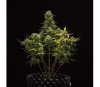 Sweet Skunk Automatic - Royal Queen Seeds