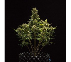 Sweet Skunk Automatic- Royal Queen Seeds