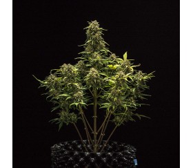 Sweet Skunk Automatic - Royal Queen Seeds