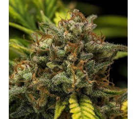 Sweet Skunk Automatic - Royal Queen Seeds