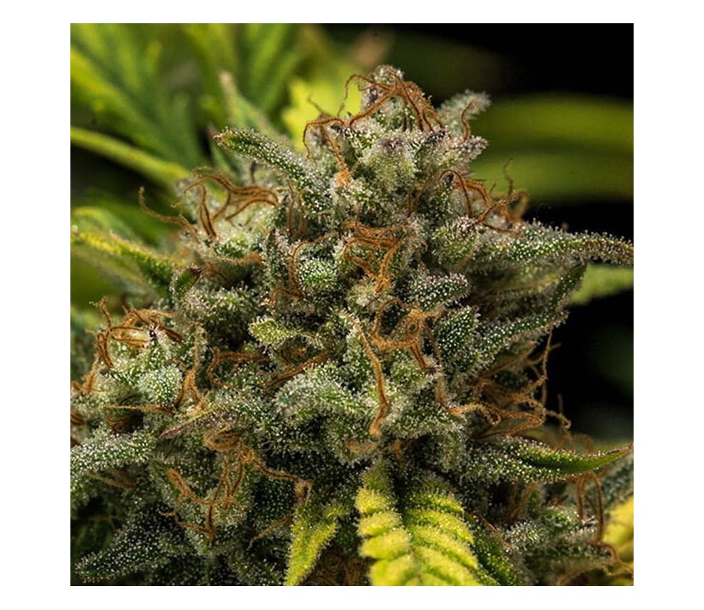 Sweet Skunk Automatic - Royal Queen Seeds