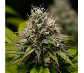 Kali Dog - Royal Queen Seeds