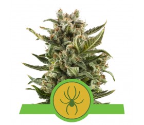 White Whidow Automatic - Royal Queen Seeds