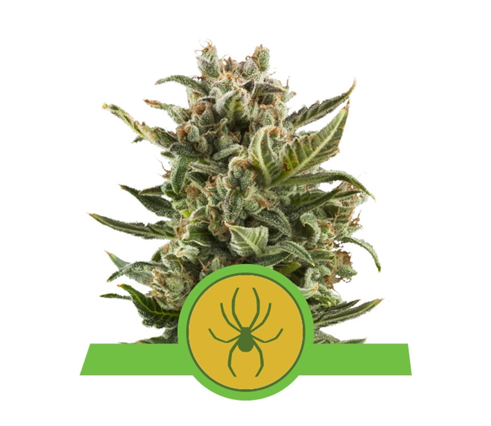 White Whidow Automatic - Royal Queen Seeds
