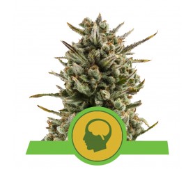 Amnesia Haze Automatisch - Royal Queen Seeds