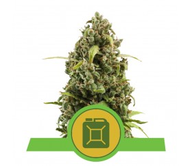 Diesel-Automatic-Royal-Queen-Seeds