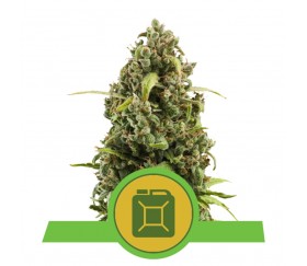 Diesel-Automatique-Royal-Reine-Seeds