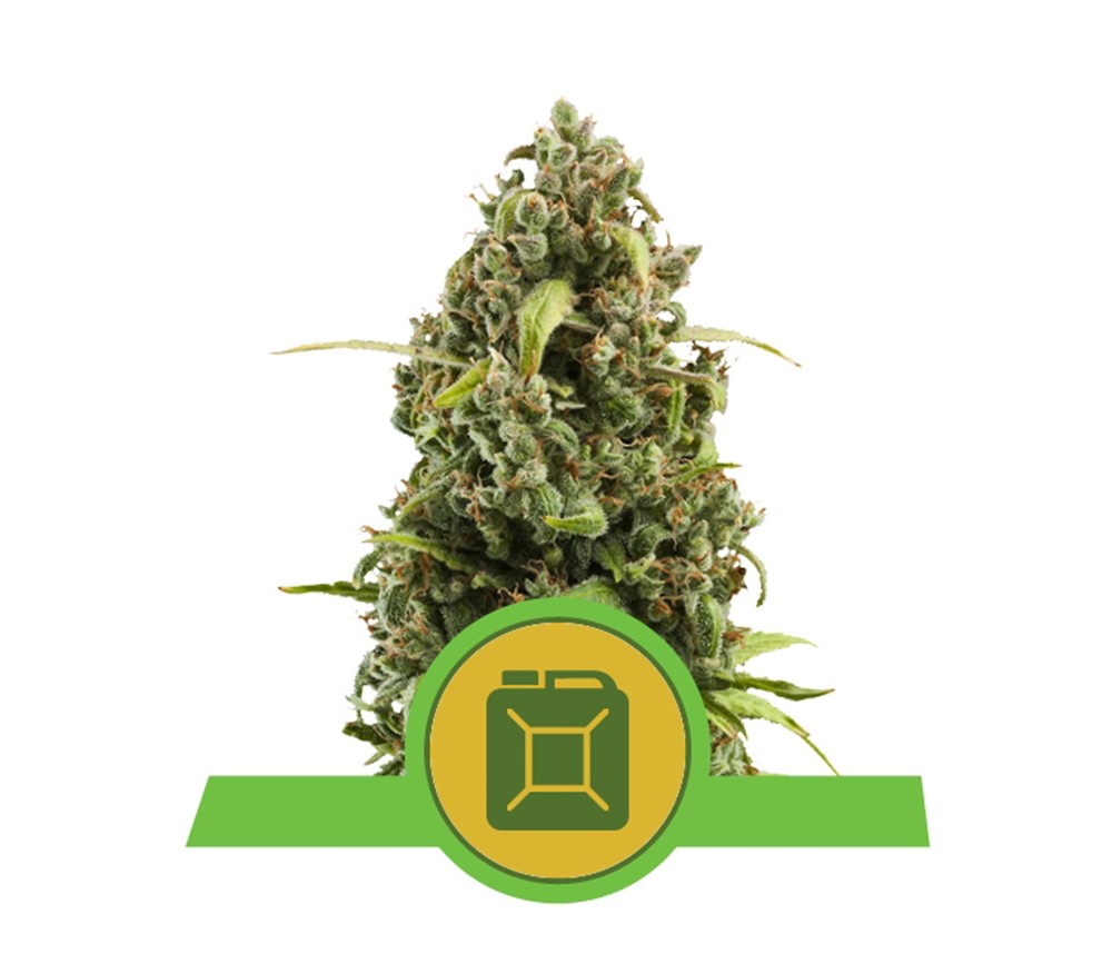 Diesel-Automatic-Royal-Queen-Seeds