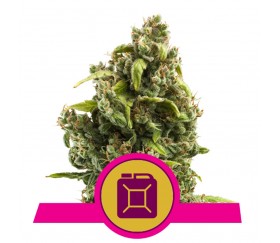 Sour Diesel Royal Queen Seeds