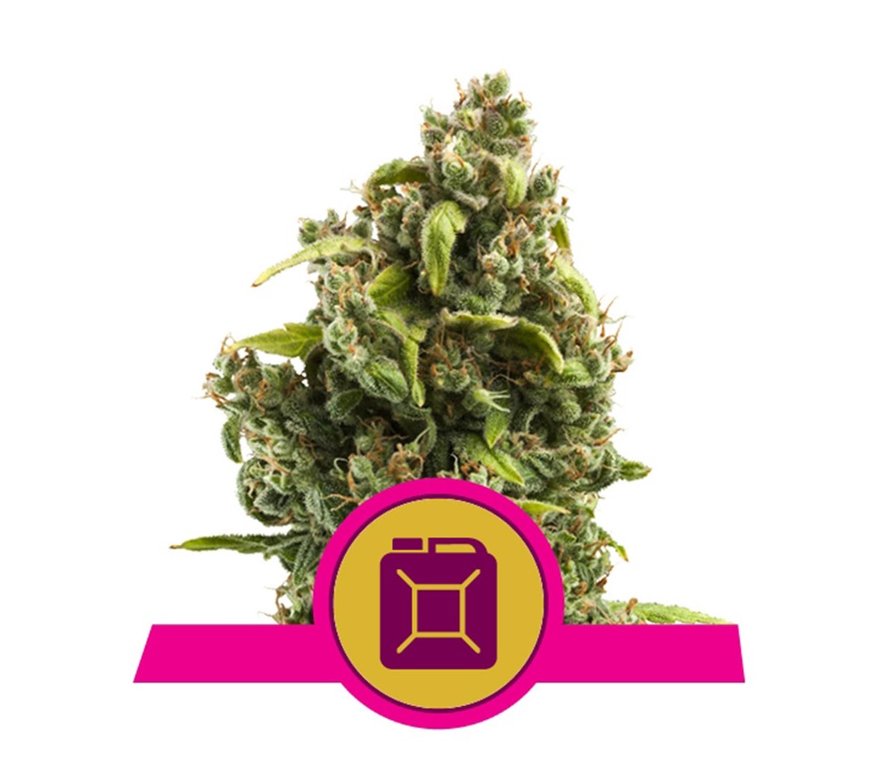 Sour Diesel Royal Queen Seeds