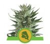 Royal Cheese Automatic by Royal Queen Seeds