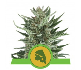 Royal Cheese Automatic von Royal Queen Seeds