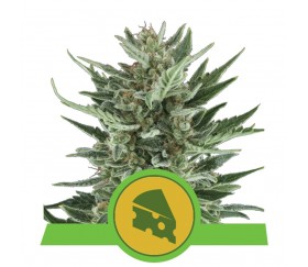 Royal Cheese Automatic de Royal Queen Seeds