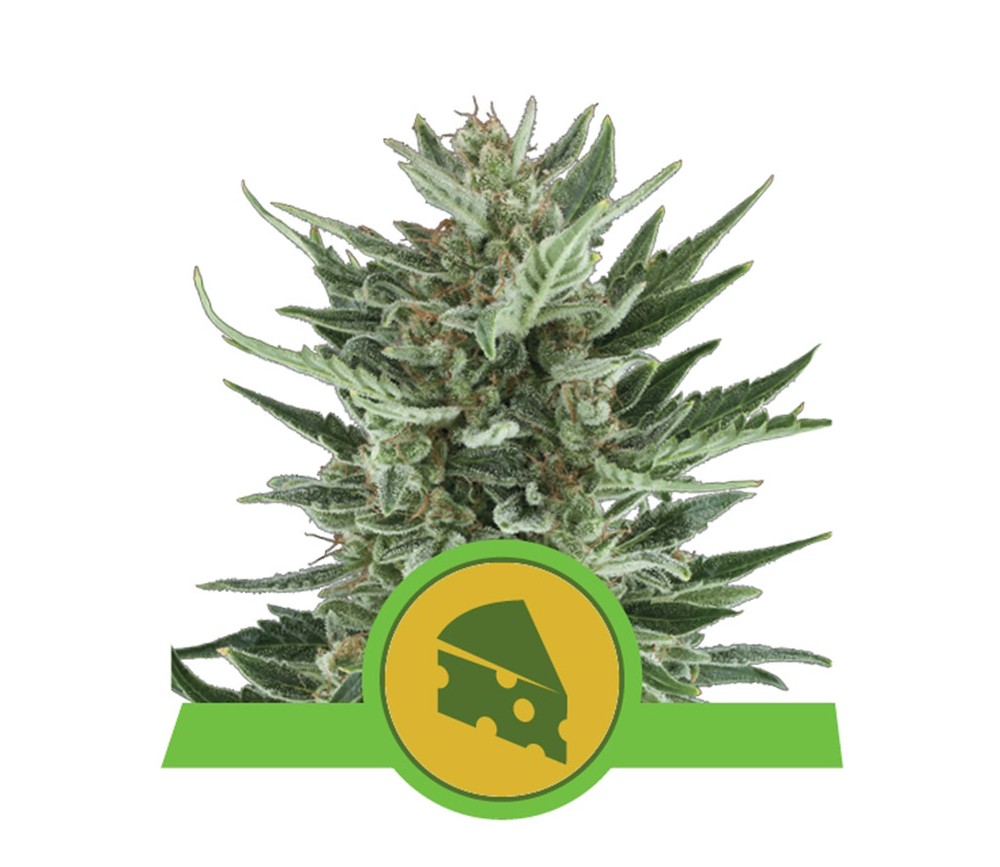 Royal Cheese Automatic von Royal Queen Seeds