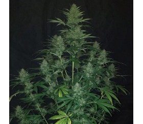 Sticky Fingers Auto - Seedstockers