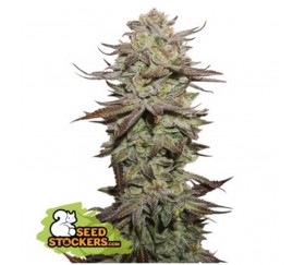 Sticky Fingers Auto - Seedstockers