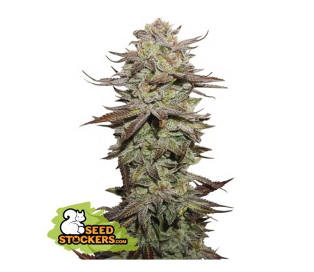 Sticky Fingers Auto - Seedstockers